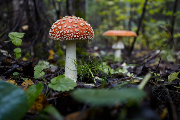 What Are Mushrooms ?