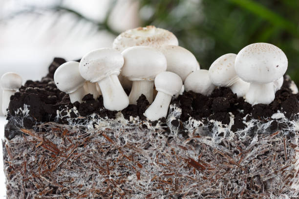 What Is Mycelium ?