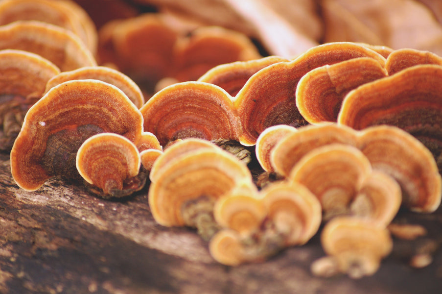 How Mushrooms Can Help Our Immune System & Stress